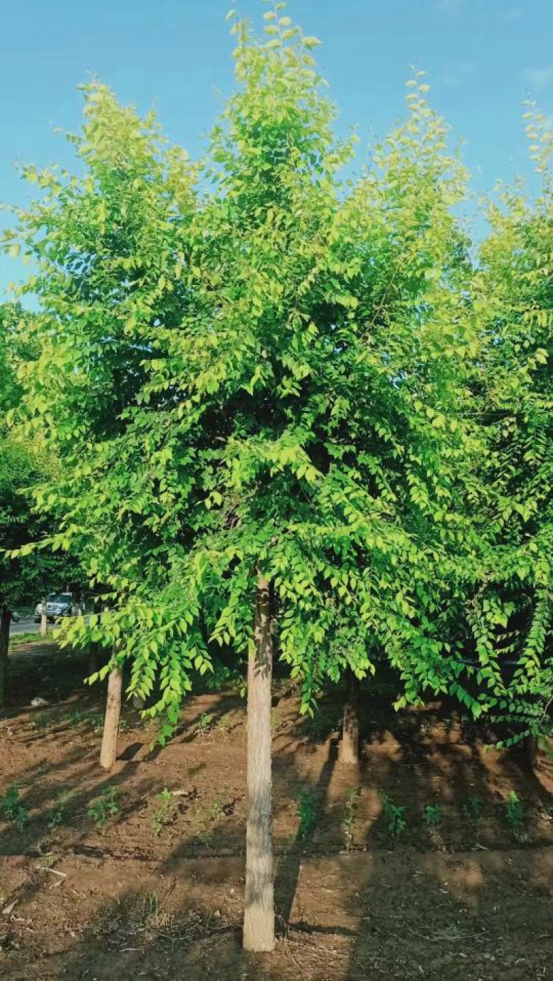 高杆金叶榆3公分-15公分规格齐全成活率高价格优惠精品苗