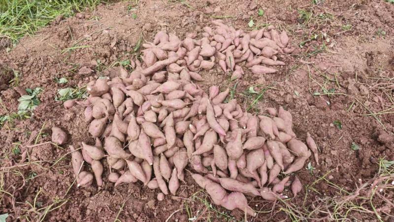 资阳本地白心商薯19产地直销口感好品质优欢迎来电