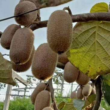 我家贵州黔南长顺县有机绿心猕猴桃成熟了