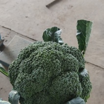 精品西兰花大量上市，质量保证！欢迎新老客户来电洽谈！