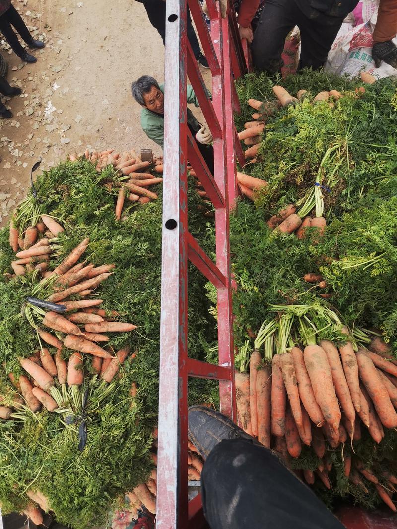 胡萝卜新鲜现挖河南产区万亩胡萝卜基地直发超市电商