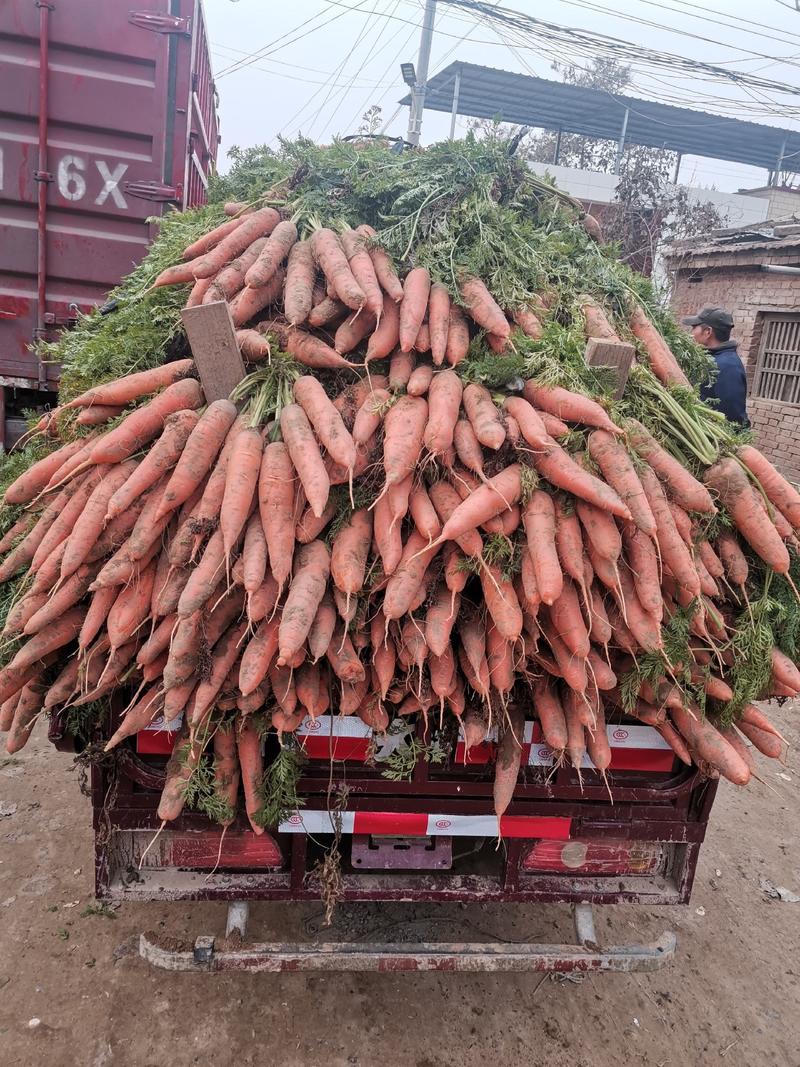 胡萝卜新鲜现挖河南产区万亩胡萝卜基地直发超市电商