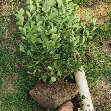 小叶扶芳藤，扶芳藤球1～3年苗50～200厘米球欢迎来电