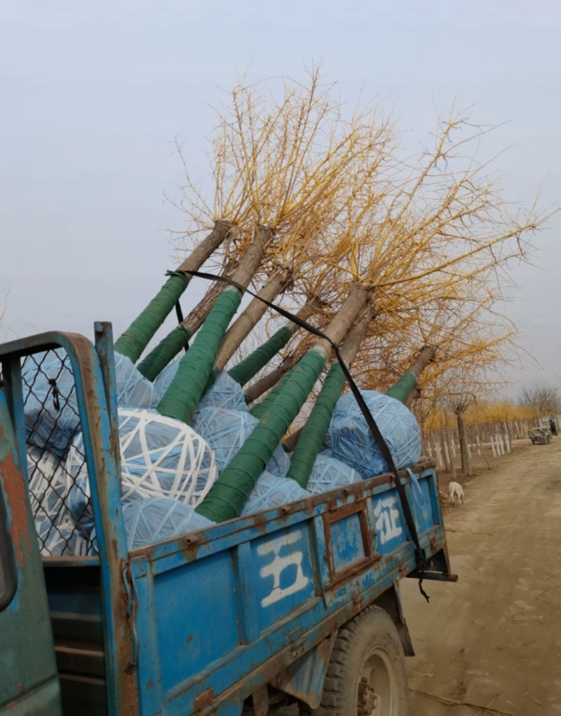 矮杆金枝槐3-12公分规格齐全成活率高价格优惠精品苗