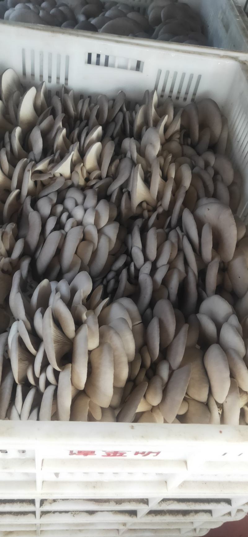 秋菇上市，欢迎新老客户前来考察订购，合作共赢