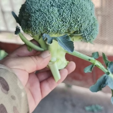 精品西兰花上市，价格便宜