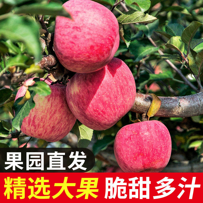 【推荐】山东苹果河南苹果价格正宗红富士苹果产地直销