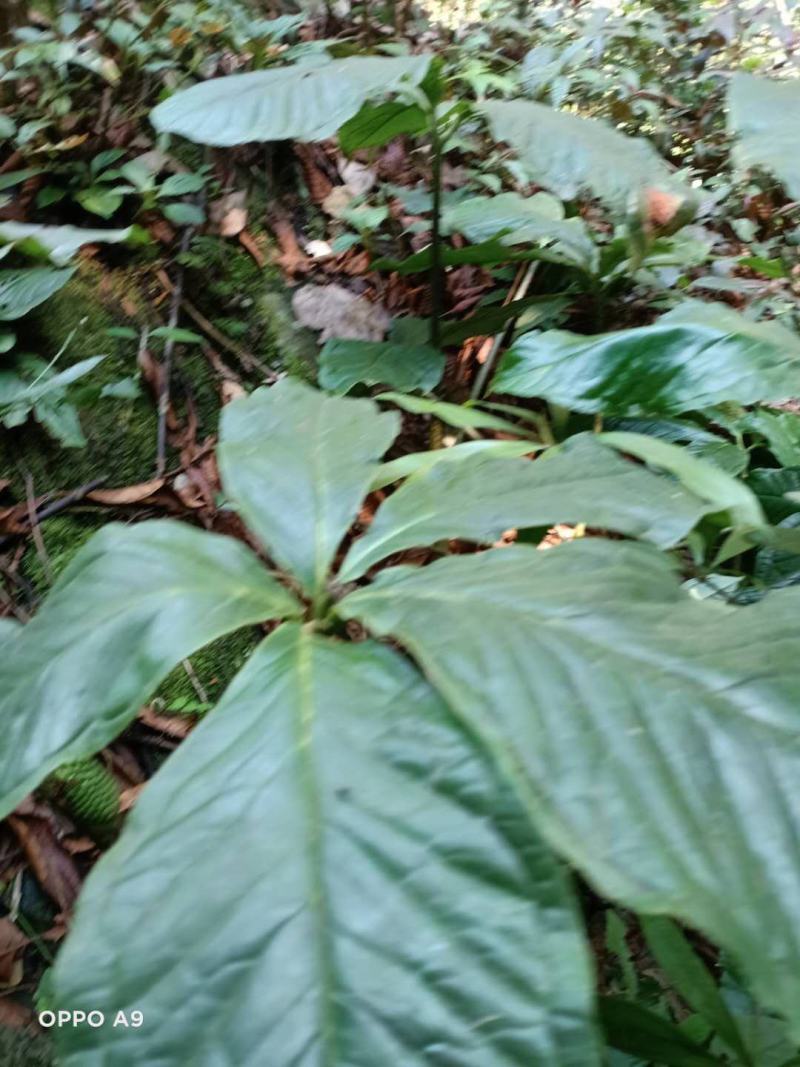 野生雪里见，又叫半截烂，一吨起发