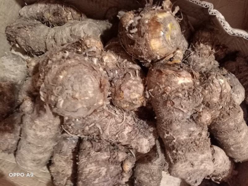 野生雪里见，又叫半截烂，一吨起发