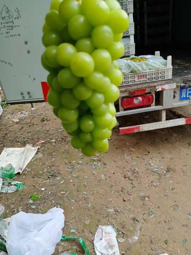 晴王阳光玫瑰口感超甜产地直供货源充足冷库代收