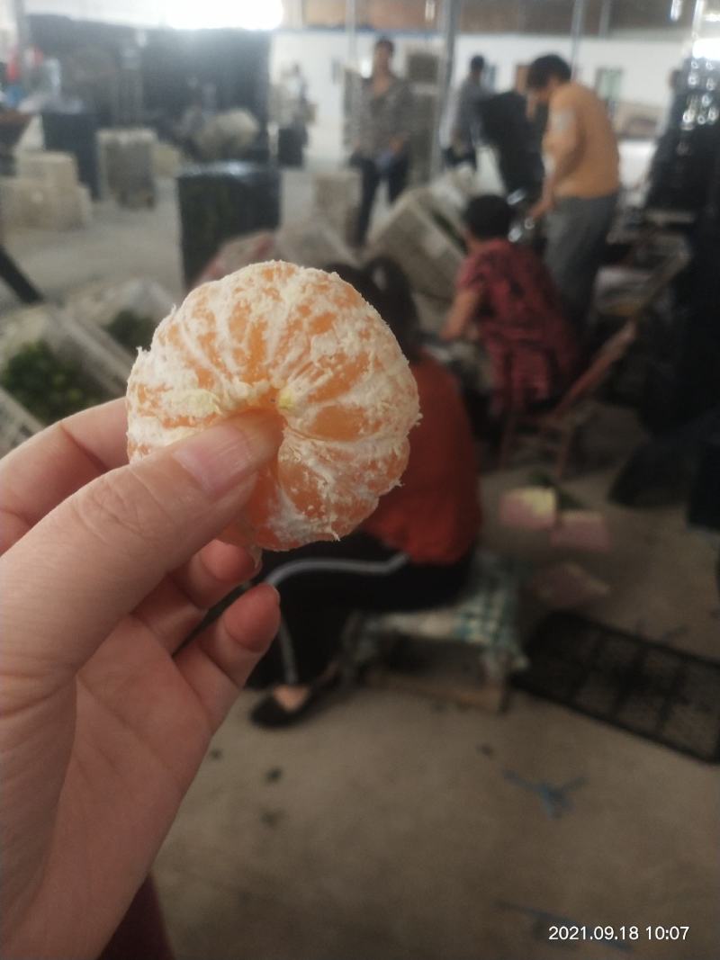 特早蜜橘薄皮化渣，电商货市场货全国可发车