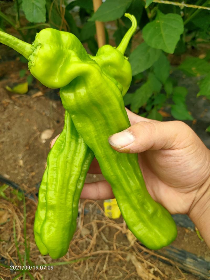 薄皮椒芜湖椒苏椒万亩基地大量上市，专业合作社，诚信合作。