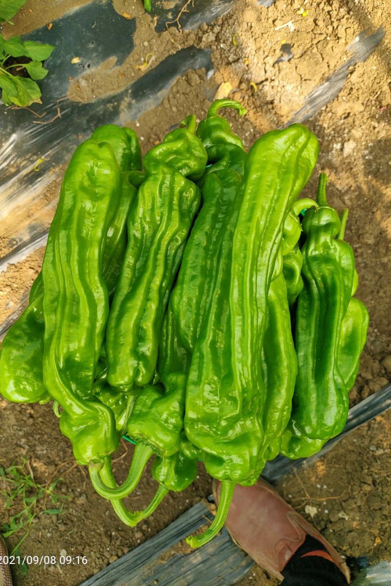 薄皮椒芜湖椒苏椒万亩基地大量上市，专业合作社，诚信合作。