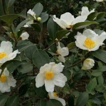 野生天然山茶油