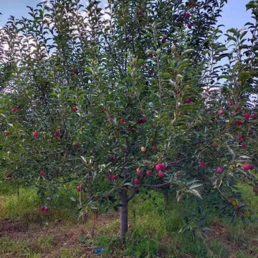 锦绣海棠树苗鸡心果杯苗东北耐寒种植繁育技术量大从优