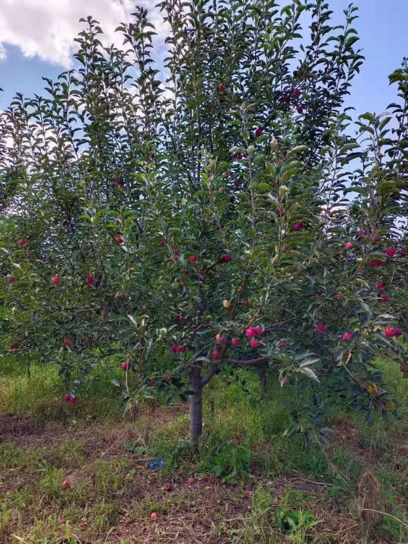 锦绣海棠树苗鸡心果杯苗东北耐寒种植繁育技术量大从优