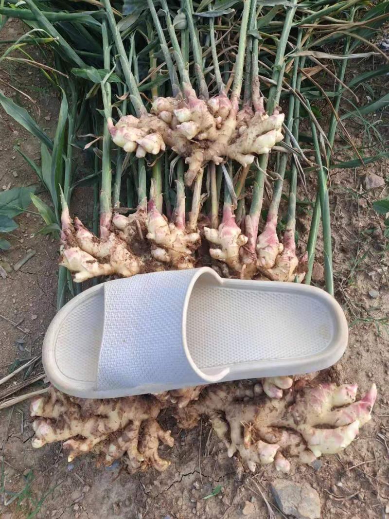 云南小黄姜