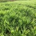 云南小黄姜