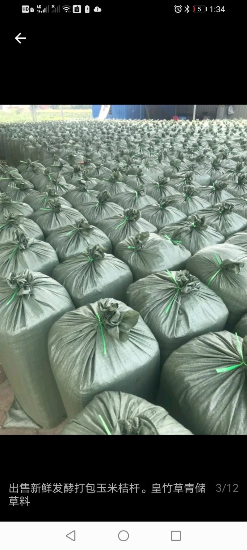青储玉米秸秆，牛羊饲料，开始收割了，欢迎采购，下单。