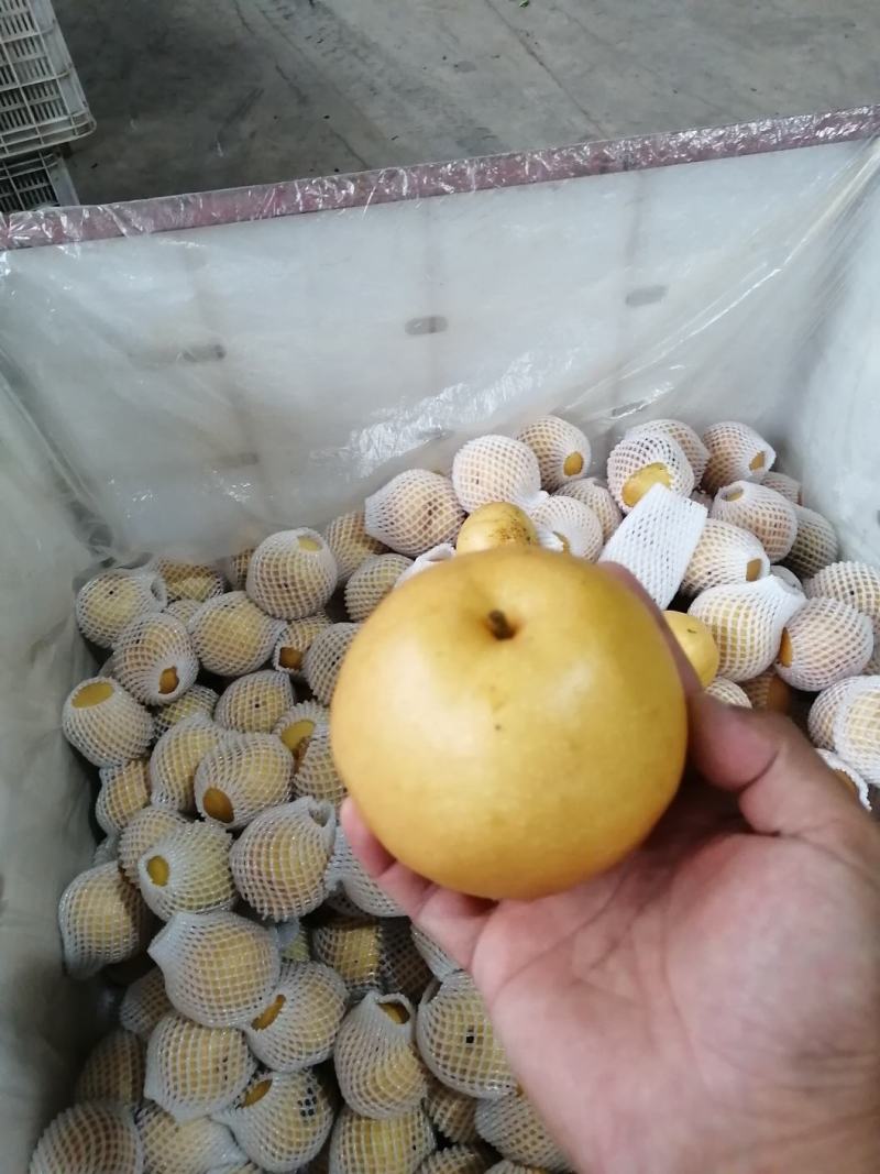 莱阳丰水梨，规格8量以上，口感脆甜，全国发货。