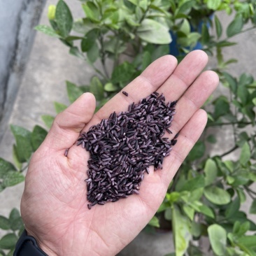 籽粒饱满，精品小薏米大量走货中欢迎打扰