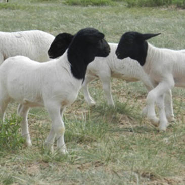 火爆销售杜波绵羊种羊全国各地送货到家货到付款