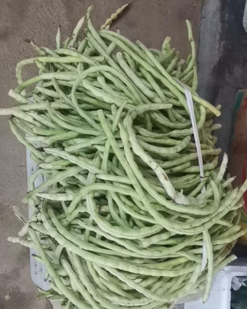 山东原生态四季豆角大量上市！！！！不打药不用化肥！！！