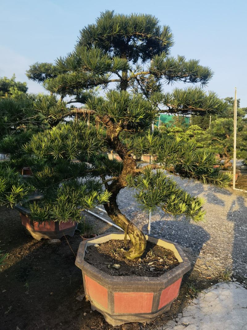 罗汉松造型盆景台湾金钻贵妃罗汉松造型盆景