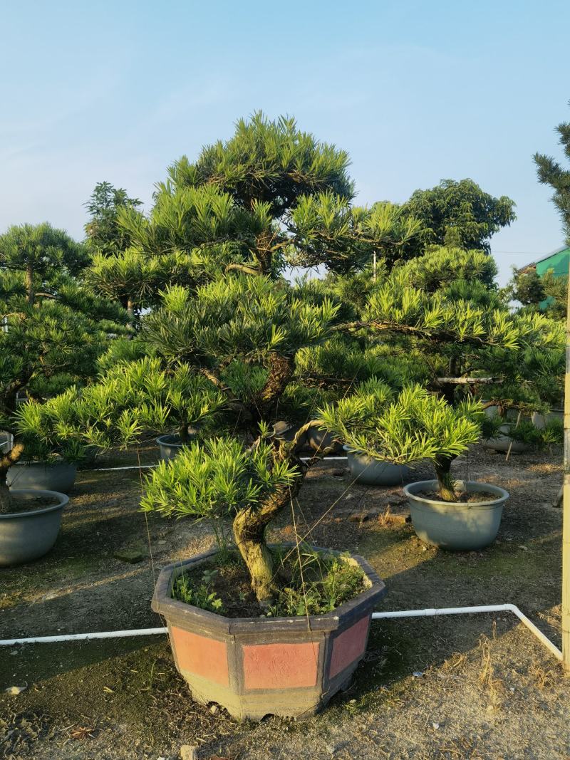 罗汉松造型盆景台湾金钻贵妃罗汉松造型盆景