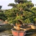 罗汉松造型盆景台湾金钻贵妃罗汉松造型盆景