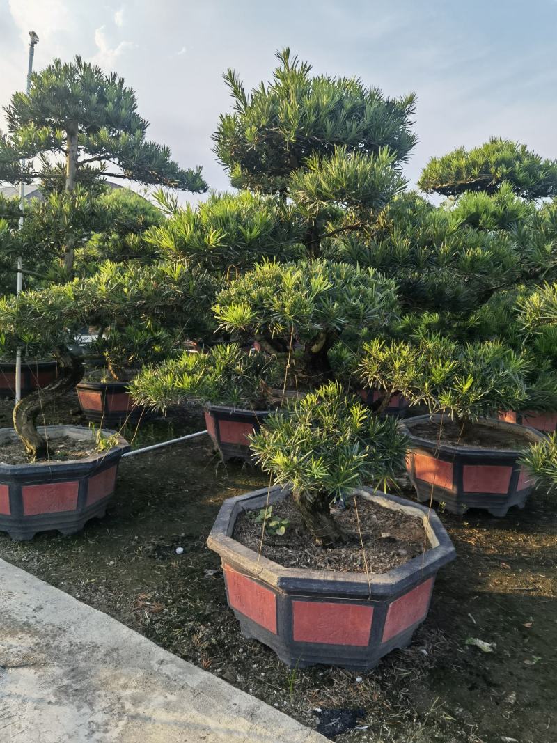 罗汉松造型盆景台湾金钻贵妃罗汉松造型盆景