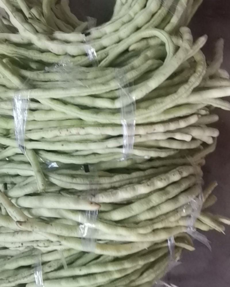 山东原生态四季豆角大量上市！！！！不打药不用化肥！！！