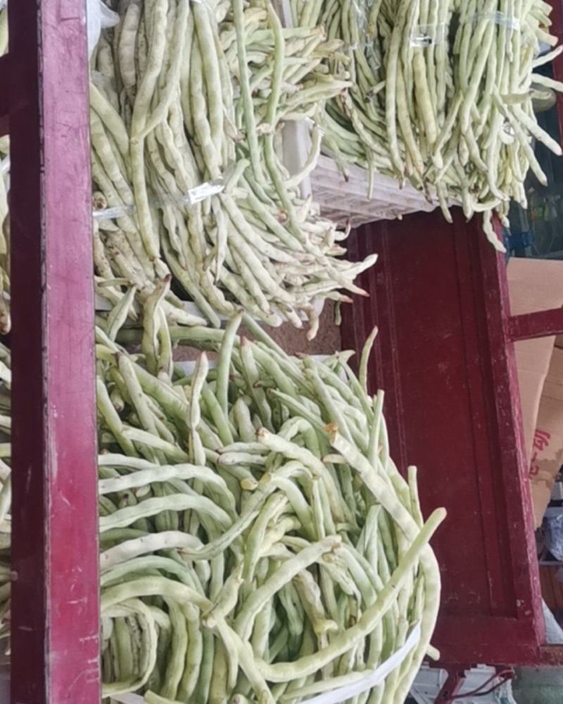 山东原生态四季豆角大量上市！！！！不打药不用化肥！！！