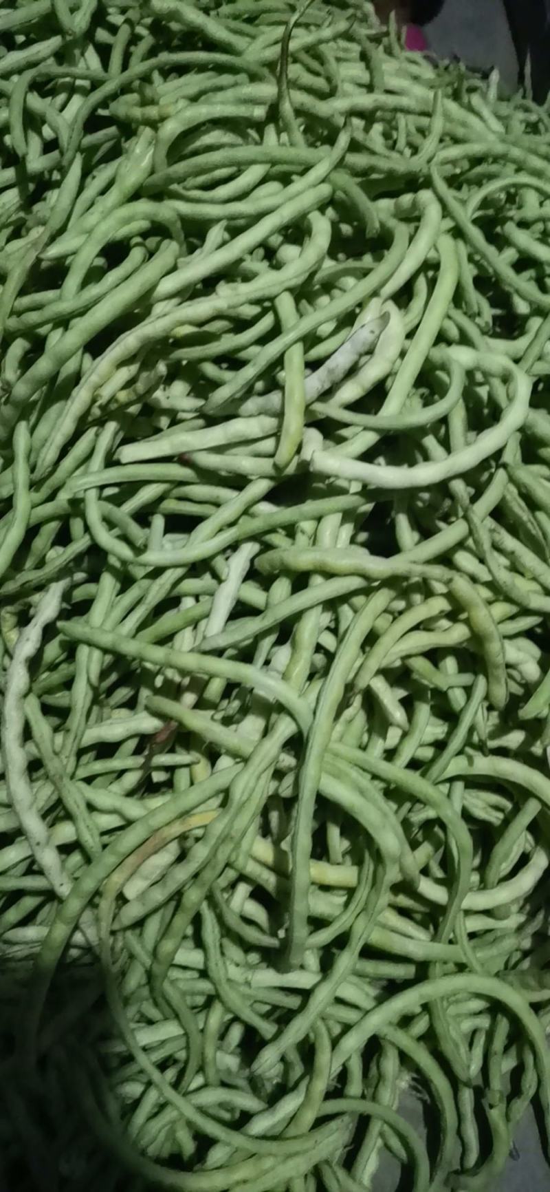 山东原生态四季豆角大量上市！！！！不打药不用化肥！！！