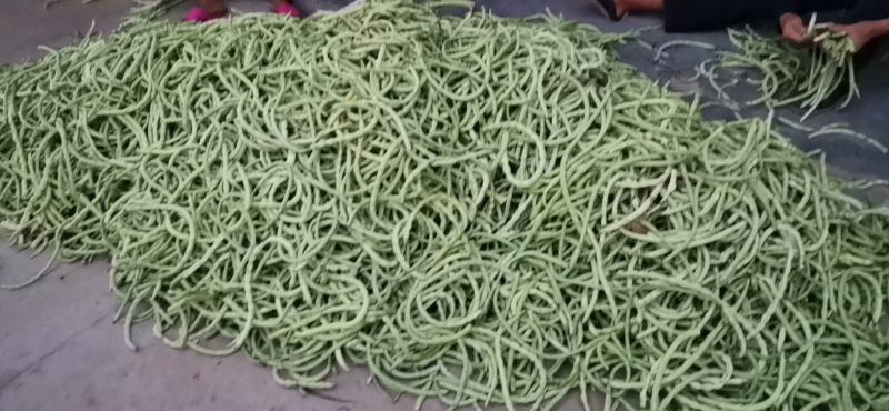 山东原生态四季豆角大量上市！！！！不打药不用化肥！！！