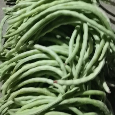 山东原生态四季豆角大量上市！！！！不打药不用化肥！！！
