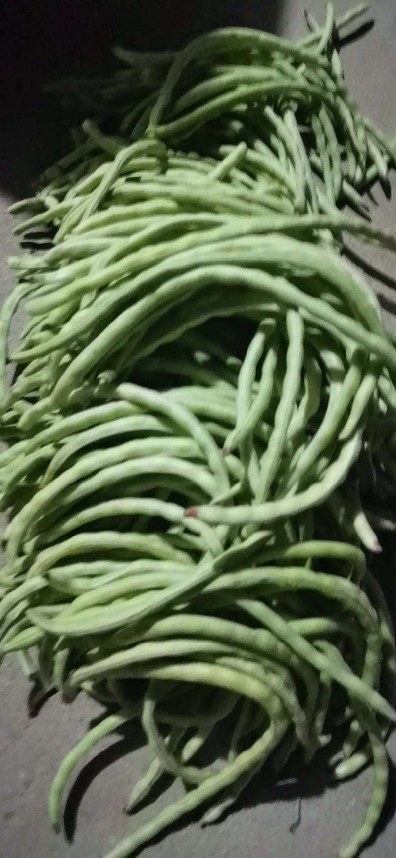 山东原生态四季豆角大量上市！！！！不打药不用化肥！！！