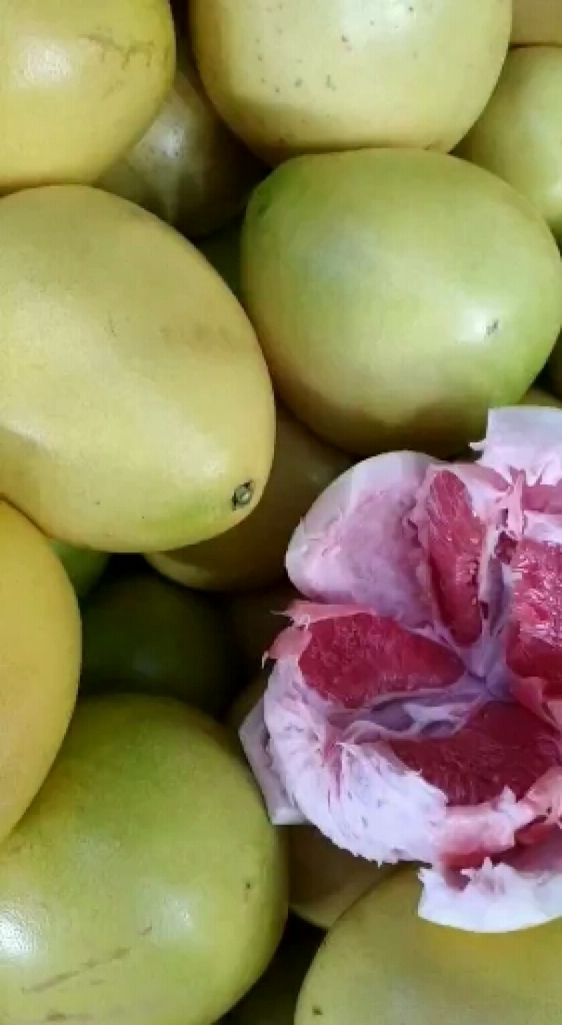 三红柚子