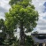 大芒果树绿化芒果90公分