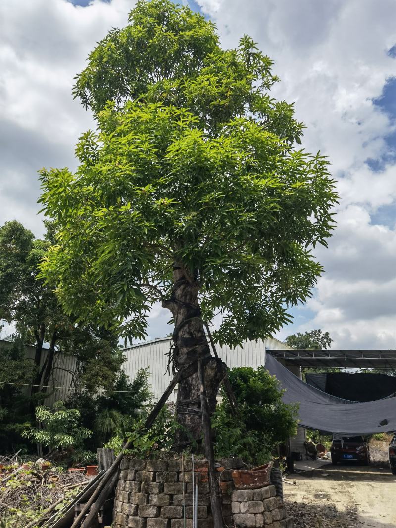 大芒果树绿化芒果90公分