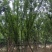 基地直销各规格精品拼栽丛生榉树，红榉树