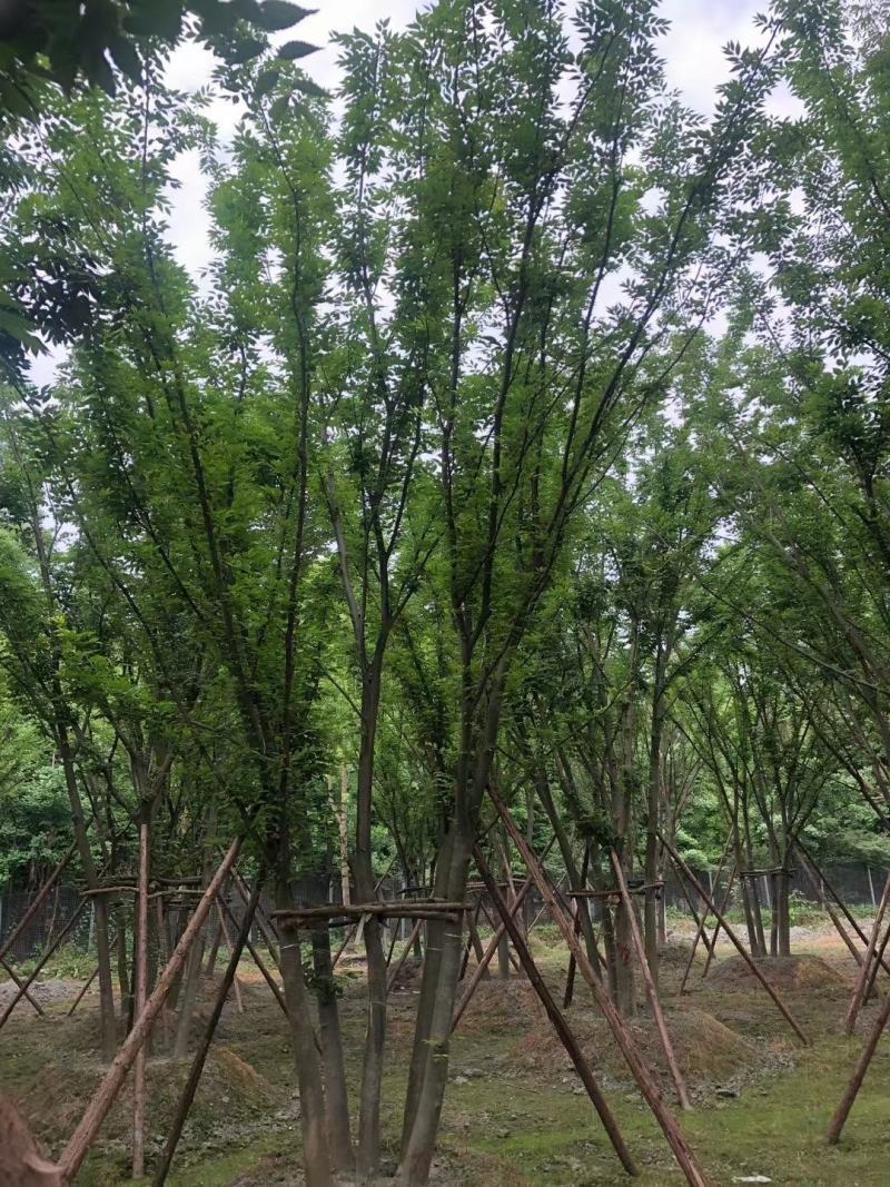 基地直销各规格精品拼栽丛生榉树，红榉树