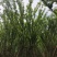 基地直销各规格精品拼栽丛生榉树，红榉树
