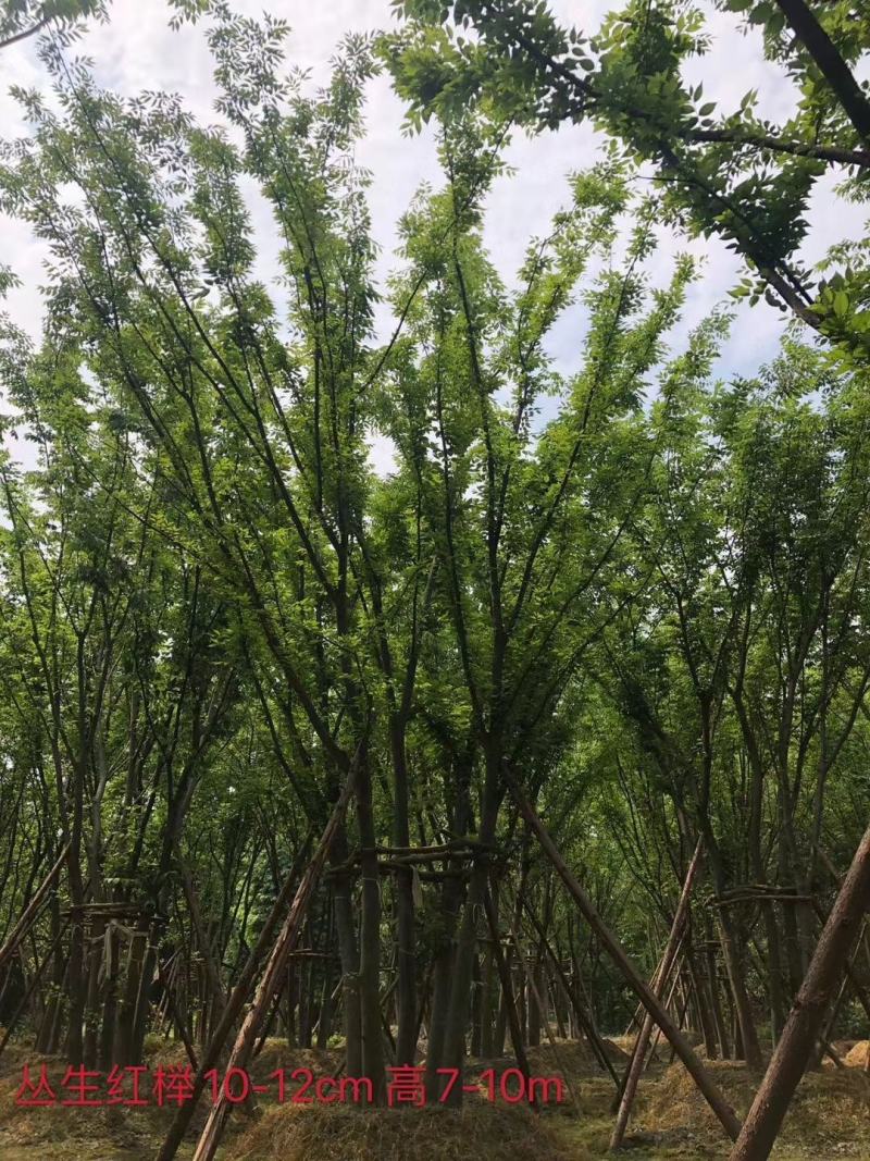 基地直销各规格精品拼栽丛生榉树，红榉树
