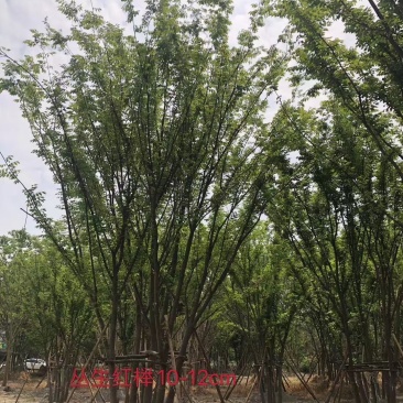 基地直销各规格精品拼栽丛生榉树，红榉树