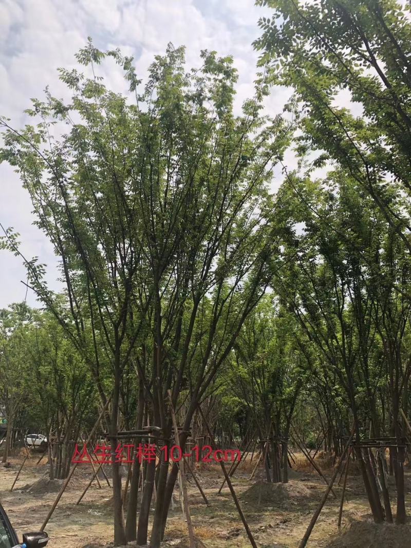 基地直销各规格精品拼栽丛生榉树，红榉树