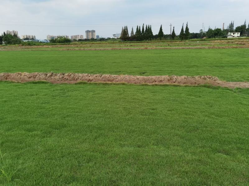 基地直销台湾2号草坪，混播草坪，剪股颖草坪，百慕大草坪