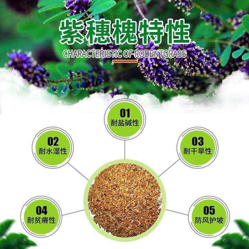 紫穗槐种子批发护坡灌木发芽率90以上