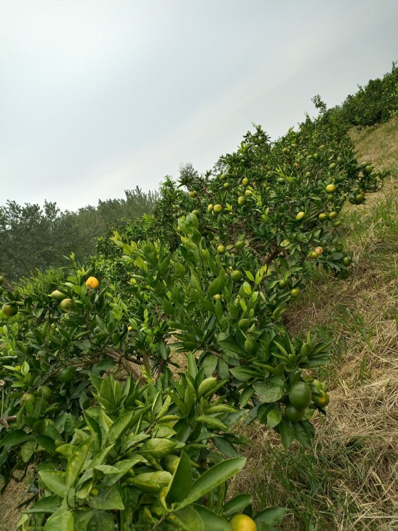 早熟桔子