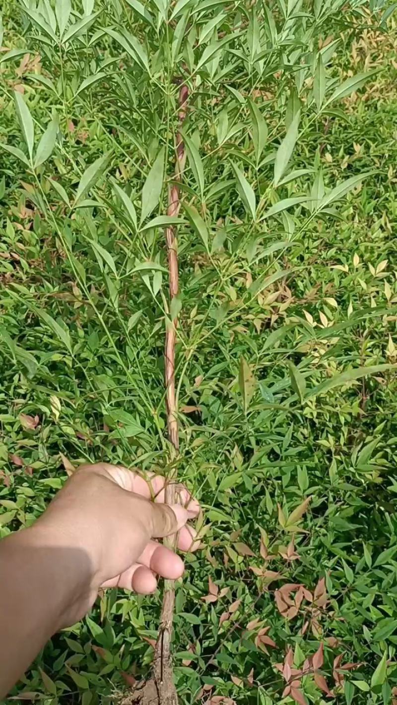 南天竹，红天竹，天竹，南天竹工程苗，竹子